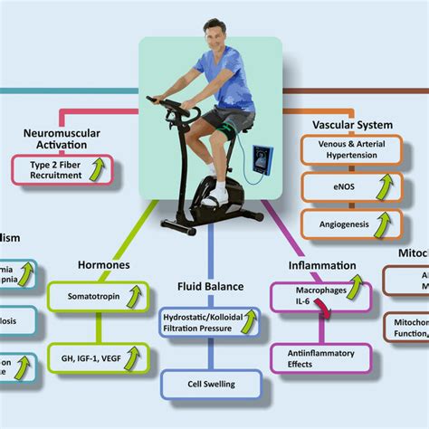 blood flow restriction training pros and cons|The Systemic Effects of Blood Flow Restriction Training: A Systematic.